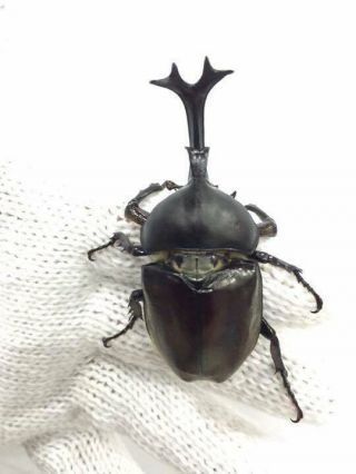 Live • Rhino Beetle - Allomyrina Dichotoma (japanese Rhinoceros Beetle),  Larvae
