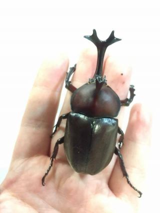 LIVE • Rhino beetle - Allomyrina dichotoma (Japanese rhinoceros beetle),  Larvae 2