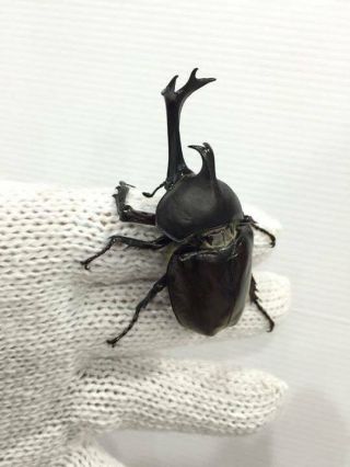 LIVE • Rhino beetle - Allomyrina dichotoma (Japanese rhinoceros beetle),  Larvae 3