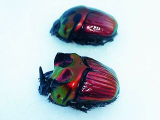 Oxysternon Festivum Pair Huge Major Male 22mm,  /21mm Scarabaeidae French Guyana