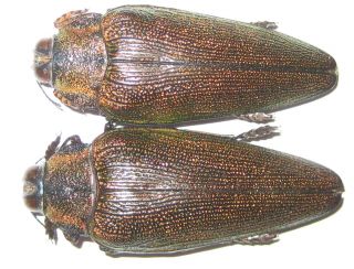 Buprestidae 2 Steraspis Colossa A1,  A2 1 Antenna Missing 56 And 54mm (tanzania)