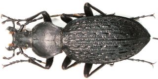 12.  Carabidae - Carabus (apotomopterus) Vitalisi Bernardlassallei - Topotype - Fem - A2