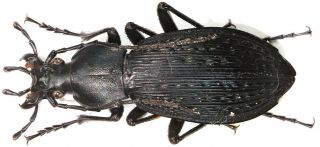 17.  Carabidae - Carabus (apotomopterus) Sauteri Nanxiangensis.  Female