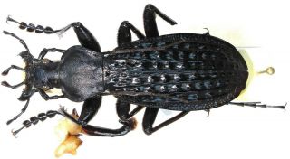 14.  Carabidae - Carabus (apotomopterus) Arrowi Ghirettii.  Male - A -