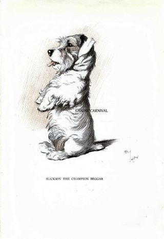 Cecil Aldin 1930 Dog Sealyham Terrier Begging Very Old Vintage Art