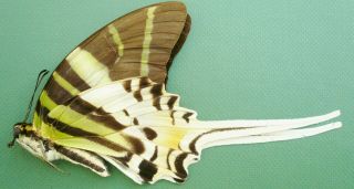Graphium Androcles Androcles Female From Bantimurung,  Sulawesi (a -)