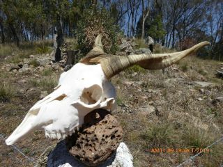 Billy Goat Skull With Even Horns Taxidermy Hunting Gothic Bone Crafts