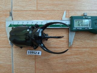 Vietnam Beetle Chalcosoma Caucasus 120mm,  33952 Pls Check Photo (a1)