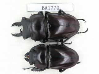 Beetle.  Neolucanus Sp.  China,  Guizhou,  Mt.  Miaoling.  1p.  Ba1770.