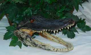 10 " Alligator Head Skull Taxidermy Real Teeth Jaw Reptile Swamp Gator