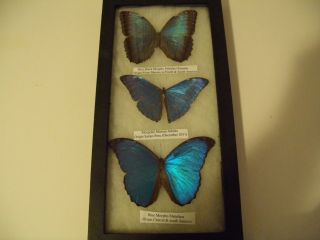 3 Framed Morpho Butterflies From Mexico To South America Peru Central And South