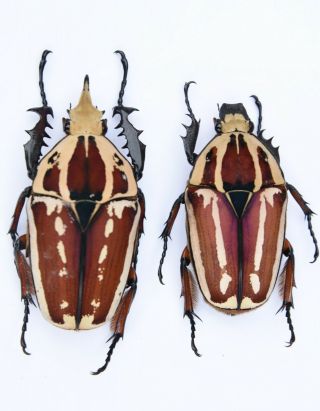 Mecynorrhina Ugandensis,  Pair A,  62,  52mm,  Unique White Drawing