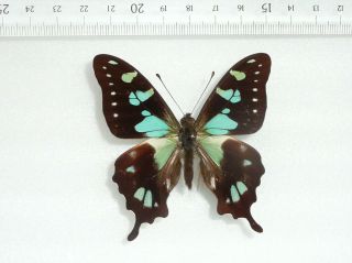 Graphium Batjanensis Male From Bacan Is,  Indonesia
