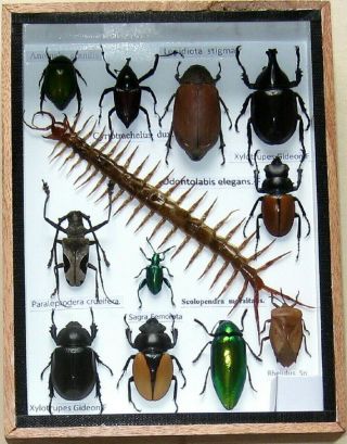 12 Real Beetle Rare Insect Display Taxidermy Bug In Wood Box Collectible Gift