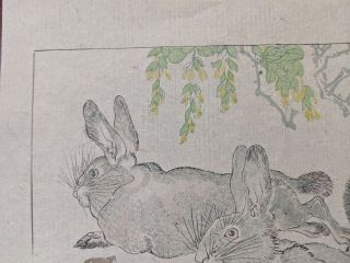 19th Century Kawanabe Kyosau Japanese Woodblock Print Wild Rabbits