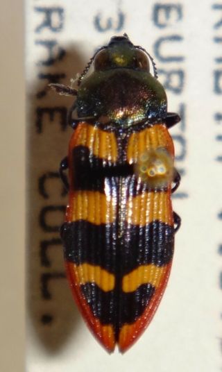 Rare Castiarina Punctatasulcata Australia Ss Jewel Beetle Buprestid Calodema