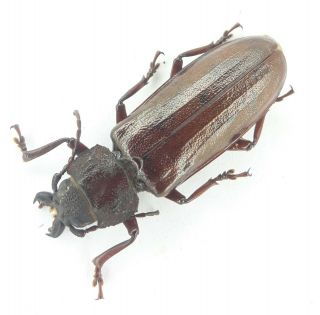 Coleoptera/cerambydae/prioninae Physopleurus Amazonicus Rare From Peru