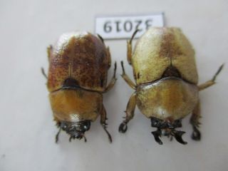 32019.  Rutelidae: Didrephanephorus malayanus ssp?.  Vietnam South 2