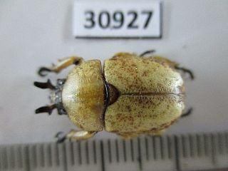 30927.  Rutelidae: Didrephanephorus Malayanus Ssp?.  South Vietnam