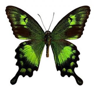 Butterfly - Papilionidae/papilio Neumogeni (m) - Sumba Island,  Indonesia - Rare