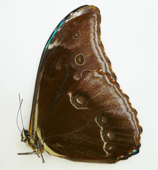 Morpho Absoloni Male From Peru