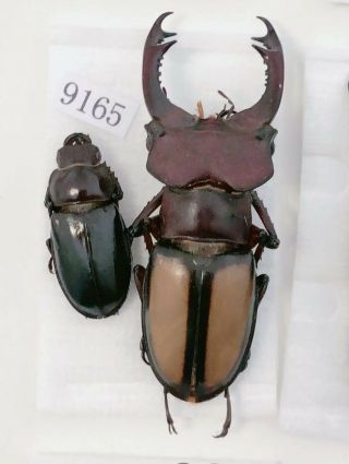 Lucanus Leatus 49mm23mm From Mt.  Daxiangling Sichuan China No.  9165