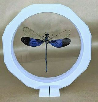 O44b Entomology Insect Real Iridescent Wing Dragonfly Spread Floating Specimen