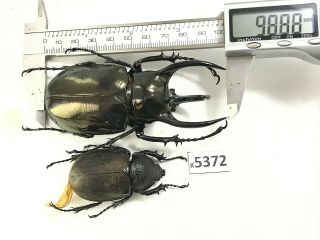 K5372 Unmounted Beetle Chalcosoma Vietnam Central