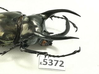 K5372 Unmounted beetle Chalcosoma Vietnam CENTRAL 2