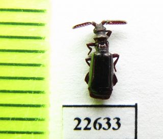 Carabidae,  Paussinae Sp. ,  South Africa Rep.