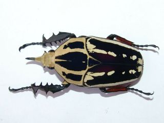 Mecynorrhina Ugandensis,  Male A 64 Mm,  Bright Colour,  Unique Black And White