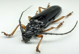 Cerambycidae/cerambycinae/coleoxestia Sp 39 Mm From Peru