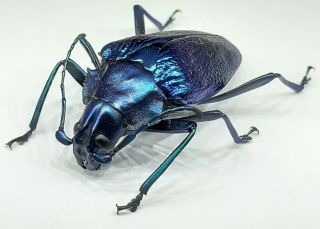 Cerambycidae/prioninae / Charmallaspis Pulcherrima 32 Mm From Peru