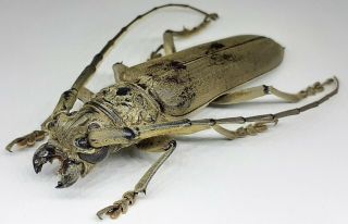 Cerambycidae/cerambycinae/ Criadon Sp 51 Mm From Peru