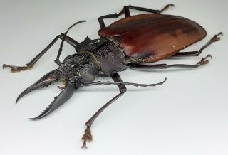 Cerambycidae/prioninae/ Macrodontia Crenata Male 66 Mm From Peru