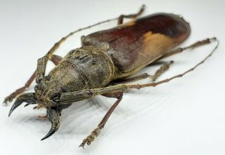 Cerambycidae/prioninae/ Gnatopraxithea Sarryi Male 60 Mm From Peru