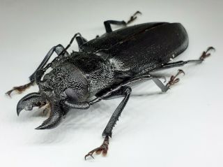 Cerambycidae/prioninae/ Physopleurus Longiscapus Male 75 Mm From Peru