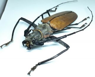 Cerambycidae/prioninae/ Callipogon Armillatus Male 110 Mm From Peru