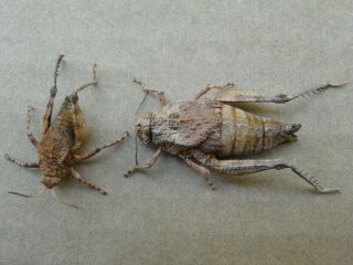 Phrynotettix Tshivavensis Pair 25 - 43mm.  W.  Data Orthoptera S.  E.  Az.  Toad Lubber