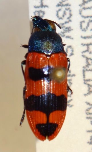 Rare Castiarina Crenata Australia L Jewel Beetle Insect Buprestid Calodema
