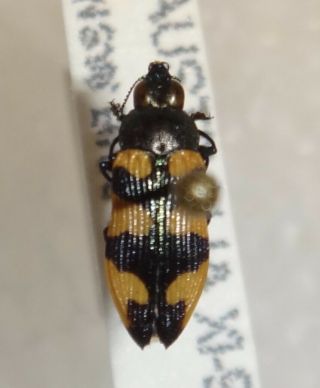 Rare Castiarina Imitator Australia G Jewel Beetle Insect Buprestid Calodema