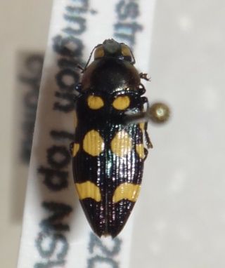 Rare Castiarina Cydista Australia B Jewel Beetle Insect Buprestid Calodema