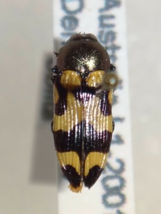 Rare Castiarina Oblita Australia A Jewel Beetle Insect Buprestid Calodema