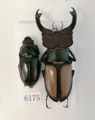 Lucanus Leatus 50mm26mm From Mt.  Daxiangling Sichuan China No.  6175 Large Size