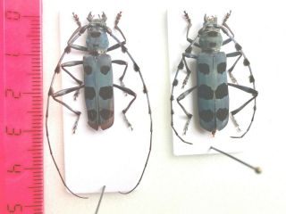 Rosalia Batesi - Pair - Coleoptera,  Cerambycidae