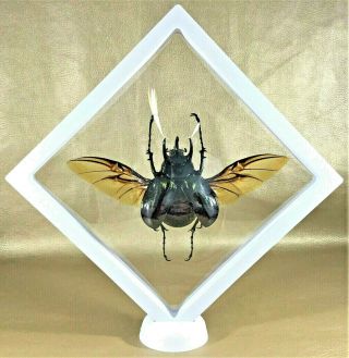 Y25 Entomology Taxidermy Chalcosoma Spread Beetle Framed Display Spread Atlas