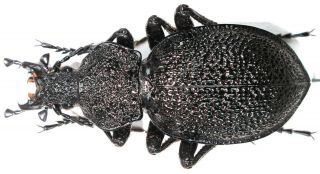 17 Carabidae - Carabus (procerus) Gigas Gigas.  Male