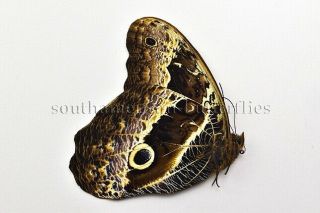 Caligo Oberthurii Phokilides Unmounted A1 Butterfly Rare High Altitude
