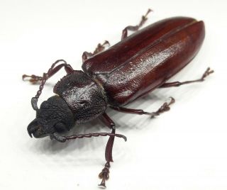 Cerambycidae/prioninae Physopleurus Amazonicus Female 51 Mm Rare From Peru