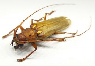 Cerambycidae/cerambycinae Coccoderus Sp 1 Top Rare From Brazil